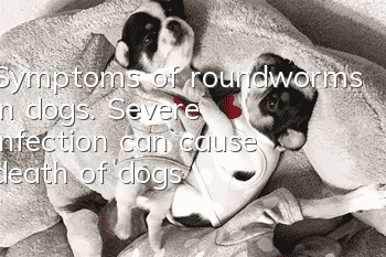 Symptoms of roundworms in dogs. Severe infection can cause death of dogs!