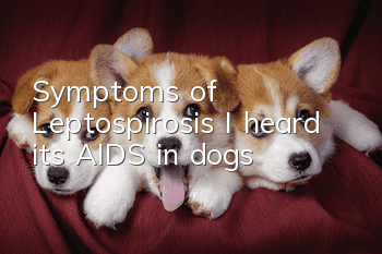 Symptoms of Leptospirosis: I heard it’s AIDS in dogs