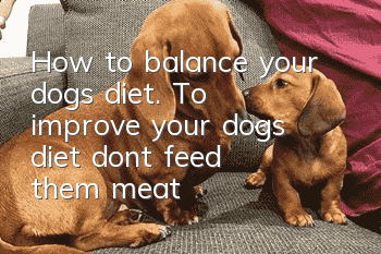 How to balance your dog’s diet. To improve your dog’s diet, don’t feed them meat!
