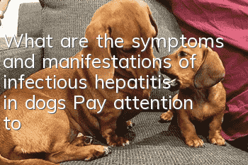 What are the symptoms and manifestations of infectious hepatitis in dogs? Pay attention to distinguish it from canine distemper.