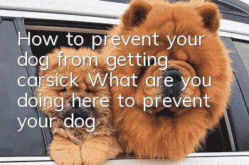 How to prevent your dog from getting carsick? What are you doing here to prevent your dog from getting carsick?