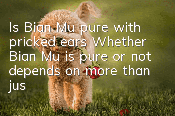 Is Bian Mu pure with pricked ears? Whether Bian Mu is pure or not depends on more than just the condition of pricked ears!