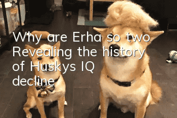 Why are Erha so two? Revealing the history of Husky’s IQ decline