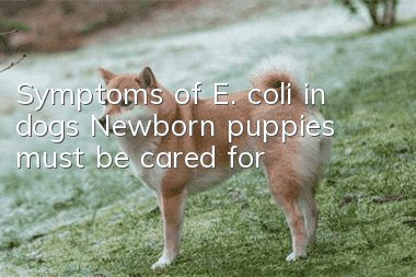 Symptoms of E. coli in dogs Newborn puppies must be cared for