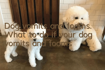 Dog vomits and foams. What to do if your dog vomits and foams?