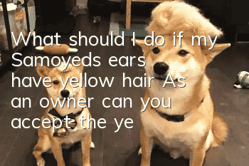 What should I do if my Samoyed's ears have yellow hair? As an owner, can you accept the yellow coat on my Samoyed's ears?