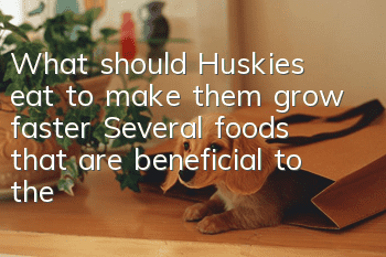What should Huskies eat to make them grow faster? Several foods that are beneficial to the health of Huskies