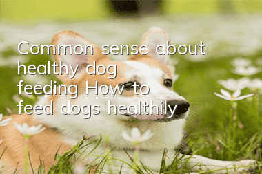 Common sense about healthy dog ​​feeding How to feed dogs healthily