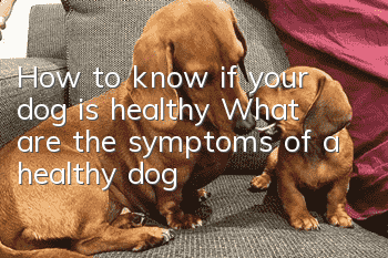 How to know if your dog is healthy? What are the symptoms of a healthy dog?