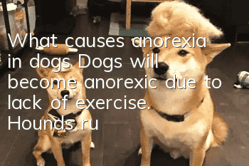 What causes anorexia in dogs? Dogs will become anorexic due to lack of exercise. Hounds run at least 5KM every day.