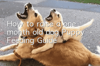 How to raise a one month old dog Puppy Feeding Guide