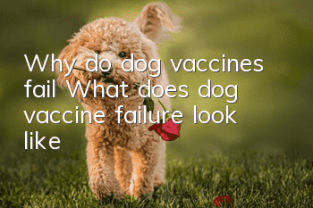 Why do dog vaccines fail? What does dog vaccine failure look like?