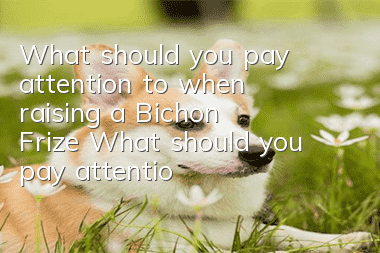 What should you pay attention to when raising a Bichon Frize? What should you pay attention to when raising a Bichon Frize?