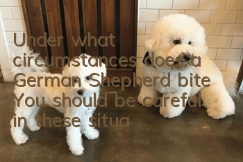 Under what circumstances does a German Shepherd bite? You should be careful in these situations.