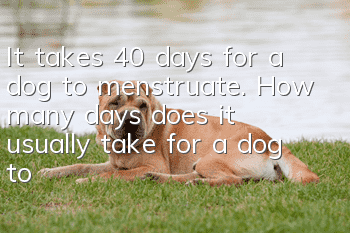 It takes 40 days for a dog to menstruate. How many days does it usually take for a dog to menstruate?