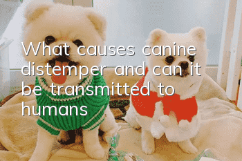 What causes canine distemper and can it be transmitted to humans?