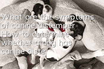 What are the symptoms of canine distemper? How to determine whether a dog has canine distemper?