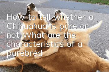 How to tell whether a Chihuahua is pure or not? What are the characteristics of a purebred Chihuahua?