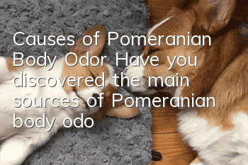 Causes of Pomeranian Body Odor Have you discovered the main sources of Pomeranian body odor?