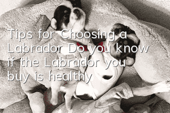 Tips for Choosing a Labrador Do you know if the Labrador you buy is healthy?