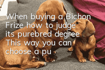 When buying a Bichon Frize, how to judge its purebred degree? This way you can choose a purebred Bichon Frize.