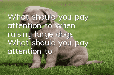 What should you pay attention to when raising large dogs? What should you pay attention to when raising large dog puppies?