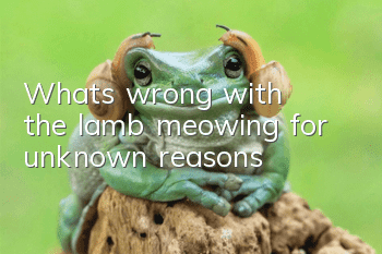 What’s wrong with the lamb meowing for unknown reasons?