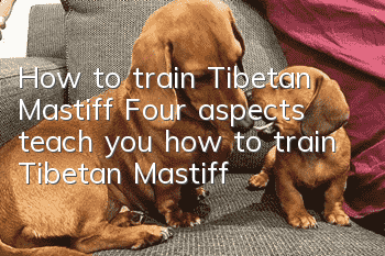 How to train Tibetan Mastiff Four aspects teach you how to train Tibetan Mastiff