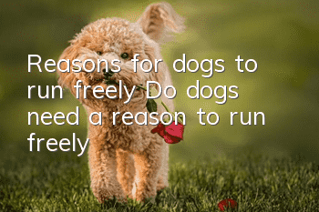 Reasons for dogs to run freely Do dogs need a reason to run freely?
