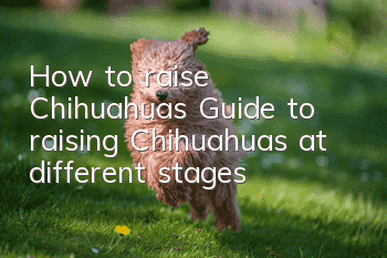 How to raise Chihuahuas Guide to raising Chihuahuas at different stages