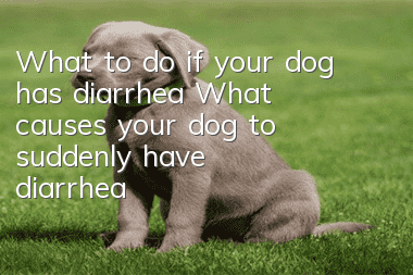 What to do if your dog has diarrhea? What causes your dog to suddenly have diarrhea?