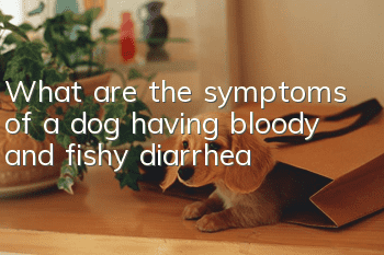What are the symptoms of a dog having bloody and fishy diarrhea?