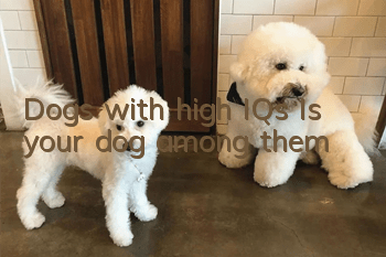 Dogs with high IQs Is your dog among them?