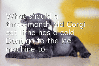 What should a three-month-old Corgi eat if he has a cold? Don’t go to the ice machine to seek medical advice if your Corgi has a cold!