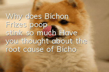 Why does Bichon Frize's poop stink so much? Have you thought about the root cause of Bichon Frize's poop?