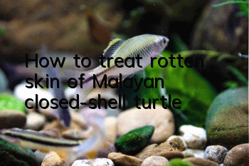 How to treat rotten skin of Malayan closed-shell turtle