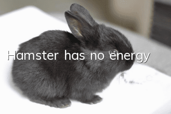 Hamster has no energy