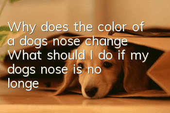 Why does the color of a dog’s nose change? What should I do if my dog’s nose is no longer black?