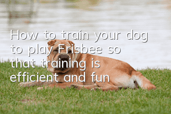 How to train your dog to play Frisbee so that training is efficient and fun