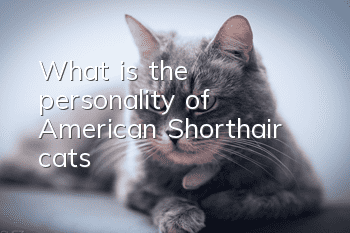 What is the personality of American Shorthair cats?