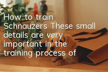How to train Schnauzers These small details are very important in the training process of Schnauzers.