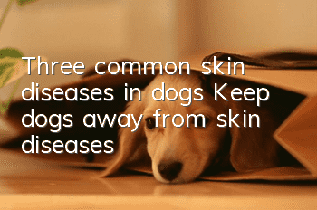 Three common skin diseases in dogs: Keep dogs away from skin diseases