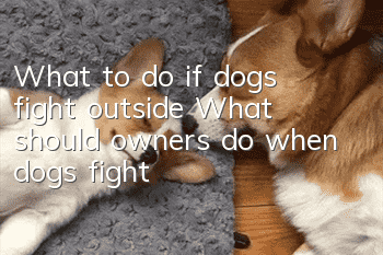 What to do if dogs fight outside? What should owners do when dogs fight?