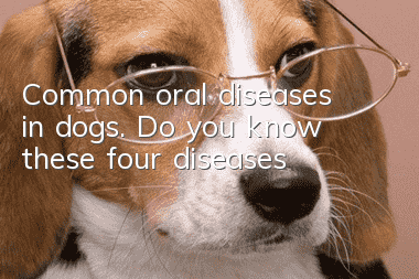 Common oral diseases in dogs. Do you know these four diseases?