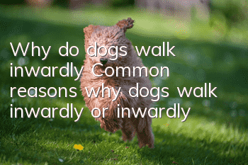 Why do dogs walk inwardly? Common reasons why dogs walk inwardly or inwardly