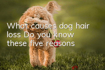What causes dog hair loss? Do you know these five reasons?