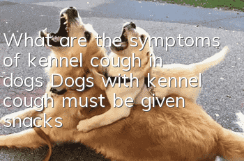 What are the symptoms of kennel cough in dogs? Dogs with kennel cough must be given snacks!