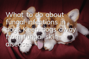 What to do about fungal infections in dogs? Keep dogs away from fungal skin diseases