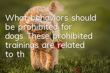 What behaviors should be prohibited for dogs? These prohibited trainings are related to the safety of dogs