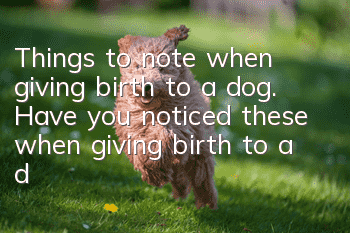 Things to note when giving birth to a dog. Have you noticed these when giving birth to a dog?